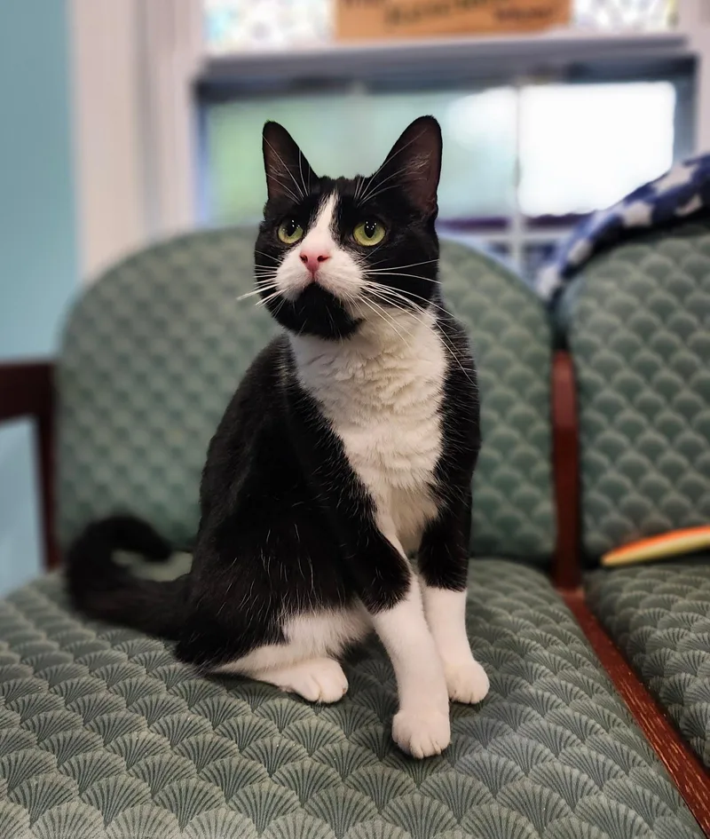 A young small-sized female Black & White / Tuxedo Domestic Short Hair cat named Liberty for adoption in Blackstone, MA