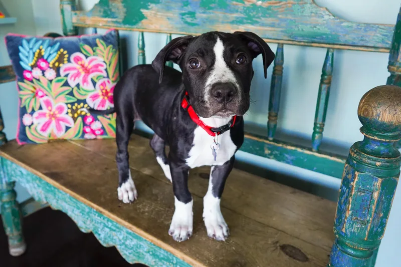 A young medium-sized male Pit Bull Terrier dog named Pitstop for adoption in San Antonio, TX