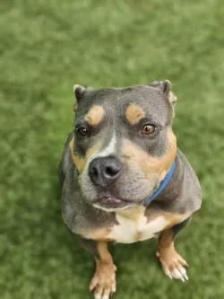 An adult medium-sized female Mixed Breed dog named Molly for adoption in Savannah, GA