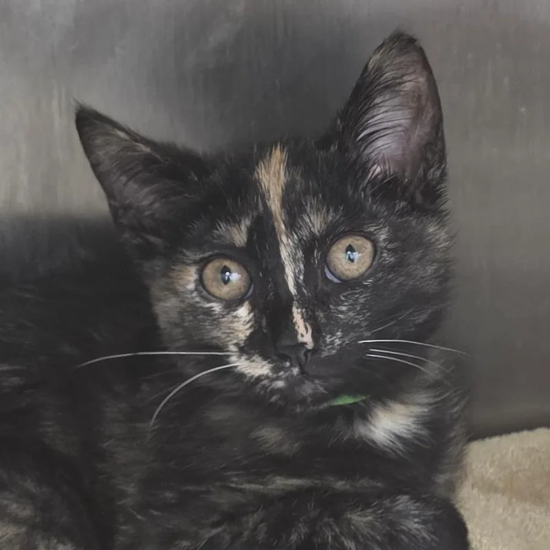 A baby small-sized female Black Domestic Short Hair cat named Pixie for adoption in Fort Wayne, IN