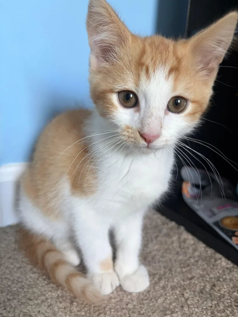 A baby medium-sized male Domestic Short Hair cat named Smoochie for adoption in Wilmington, NC