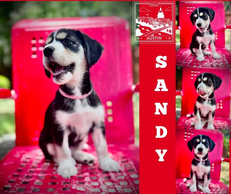 Sandy thumbnail 3