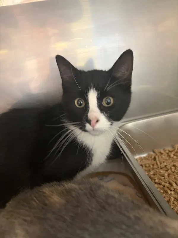 A young medium-sized male Domestic Short Hair cat named Jack for adoption in Great Falls, MT