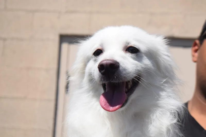 An adult medium-sized female Spaniel dog named Coconut for adoption in Pahrump, NV