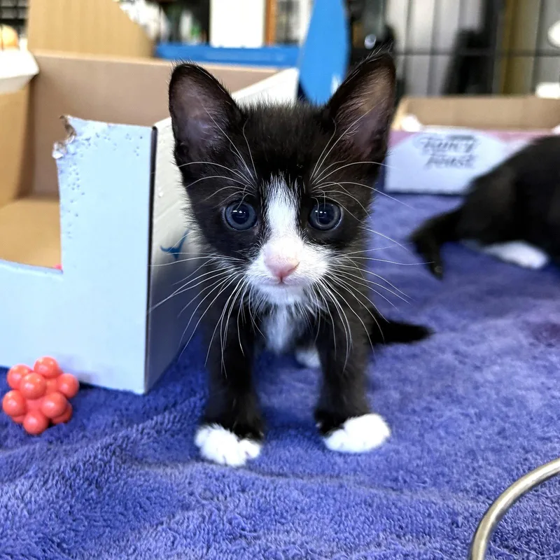 A baby small-sized female Black & White / Tuxedo Domestic Short Hair cat named Lily for adoption in St. Cloud, FL