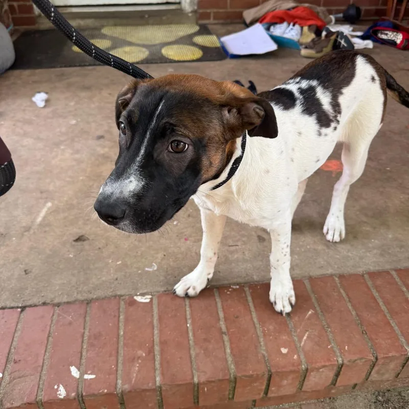 A young medium-sized female Brown / Chocolate Mixed Breed dog named Bubbles for adoption in Hamilton, GA