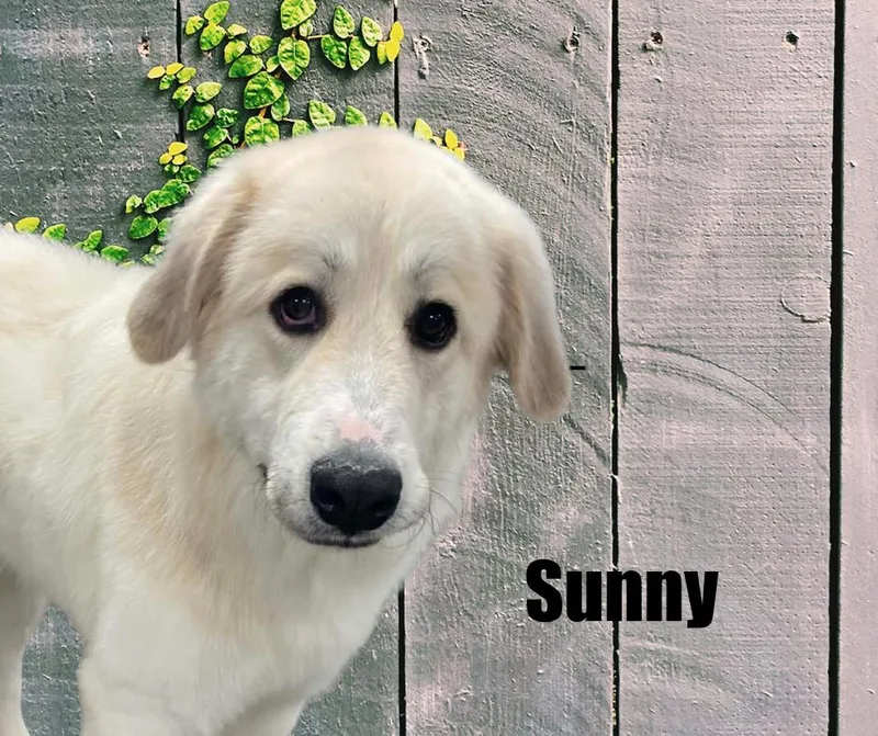 Sunny