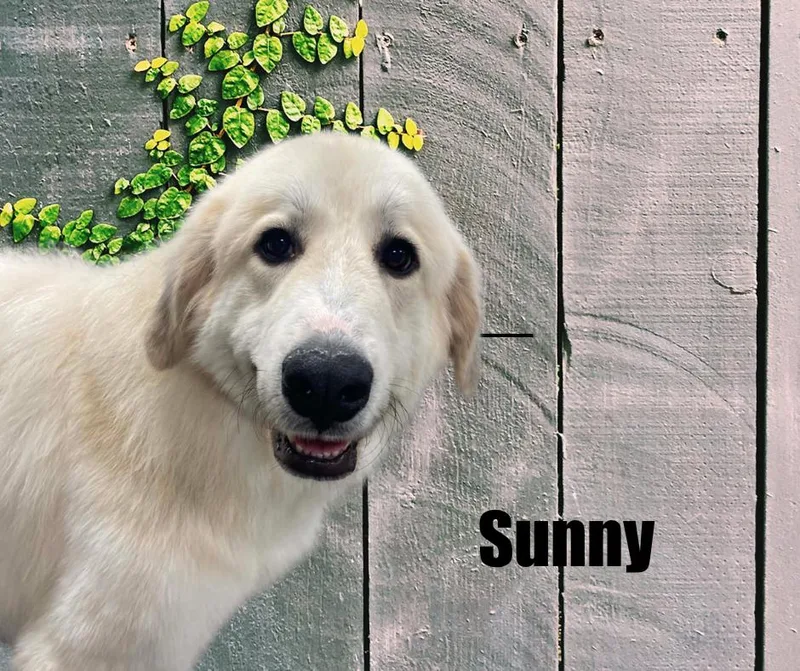 Sunny thumbnail 2