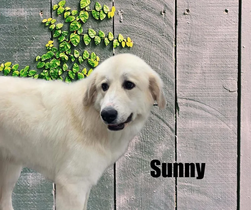 Sunny thumbnail 3