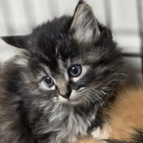 A baby small-sized female Tabby (Brown / Chocolate) Domestic Short Hair cat named Livia for adoption in Burlington, IA