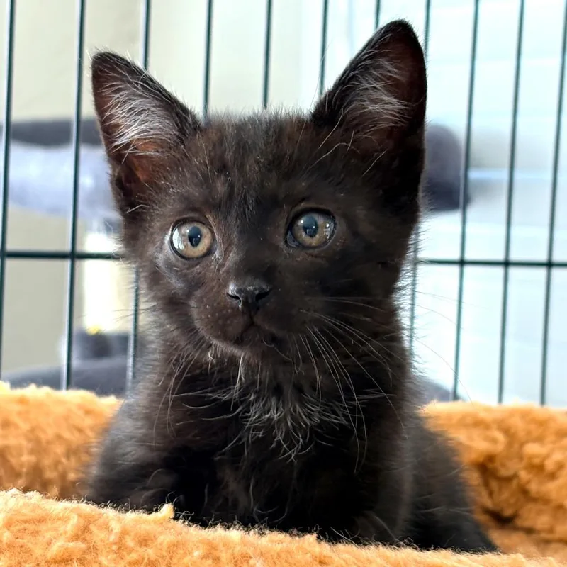 A young medium-sized female Black Domestic Short Hair cat named Nellie for adoption in Blackfoot, ID