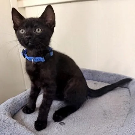 Meowster