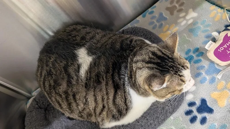 A young extra large-sized female Domestic Short Hair cat named Gloria for adoption in Seven Points, TX