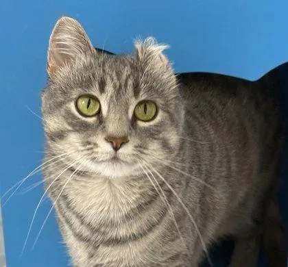 An adult medium-sized female Domestic Short Hair cat named Moemoe for adoption in Gwinn, MI