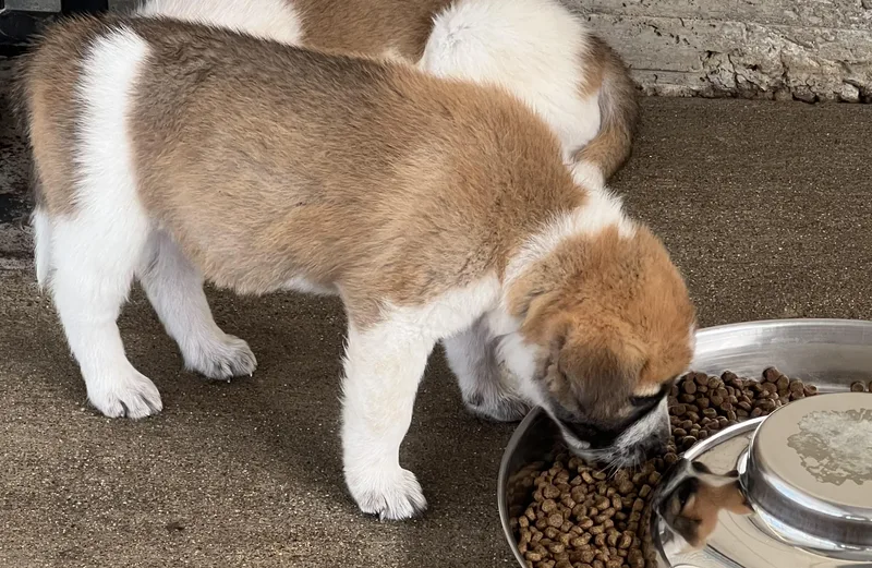 A baby large-sized male Tricolor (Brown, Black, & White) Great Pyrenees dog named Otis for adoption in Granite Bay, CA
