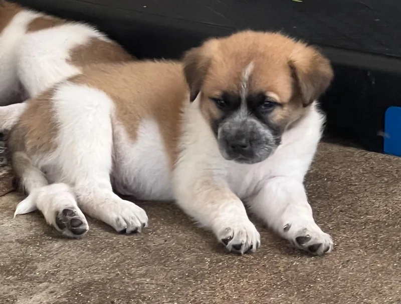 Otis thumbnail 2