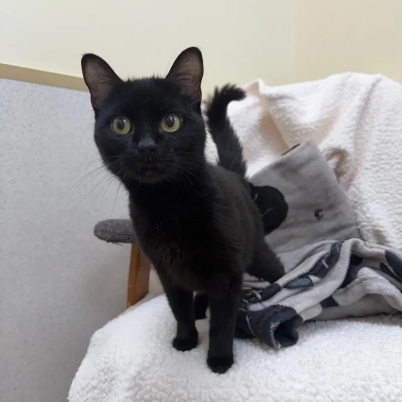 A young medium-sized female Black Domestic Short Hair cat named Cinder for adoption in Naperville, IL