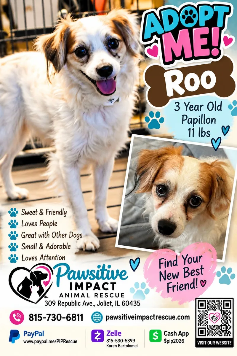 An adult small-sized male Papillon dog named Roo for adoption in Joliet, IL