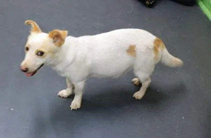 A young medium-sized female Cattle Dog dog named Lilly for adoption in Picayune, MS