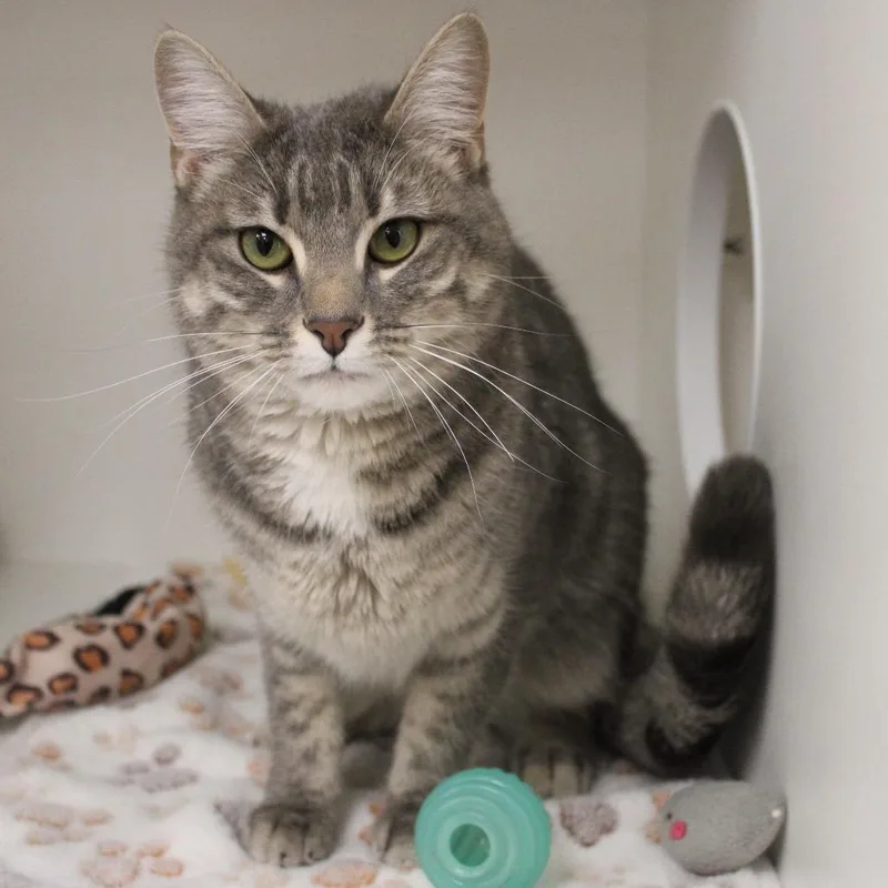 A young medium-sized male Gray / Blue / Silver Domestic Short Hair cat named Basil for adoption in Champaign, IL