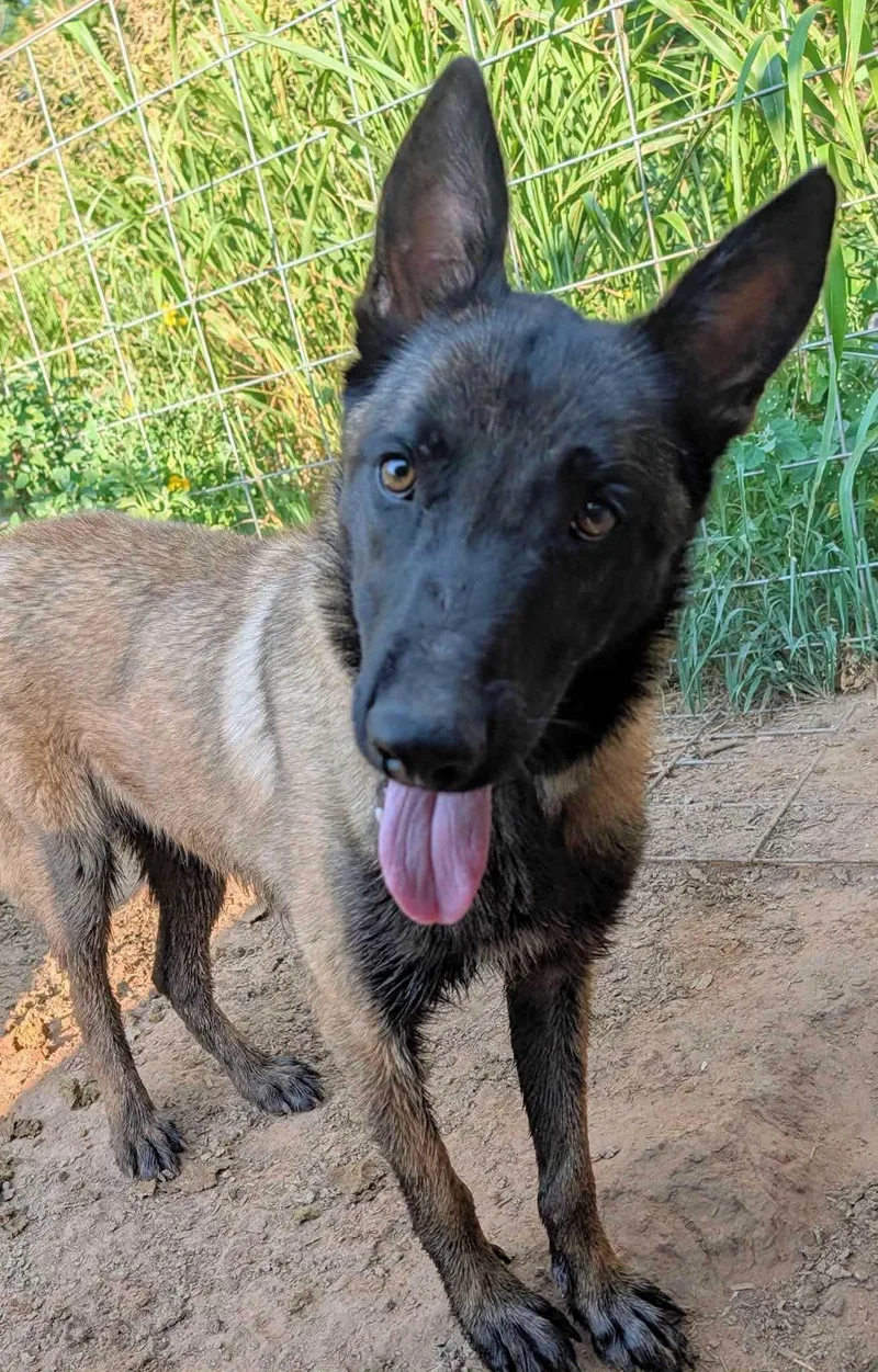 A young large-sized male Bicolor Belgian Shepherd / Malinois dog named Gunner for adoption in Bar Nunn, WY