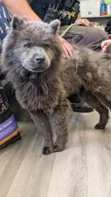 An adult medium-sized female Gray / Blue / Silver Chow Chow dog named Chelsea for adoption in Orange, VA