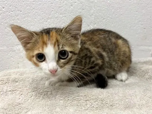 A baby small-sized female Domestic Short Hair cat named Mimi for adoption in Saint Louis, MO