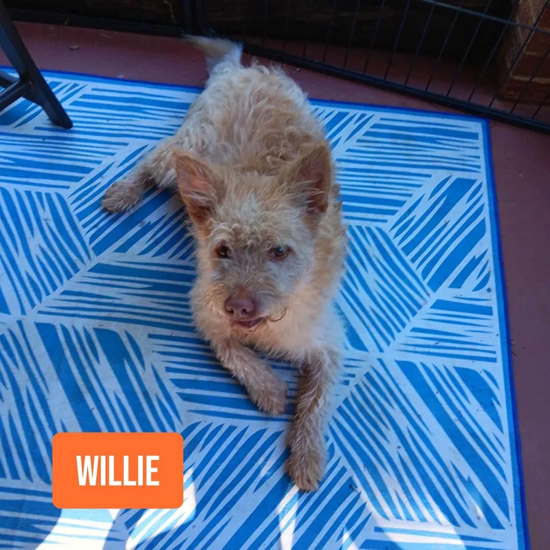 Willie thumbnail 3