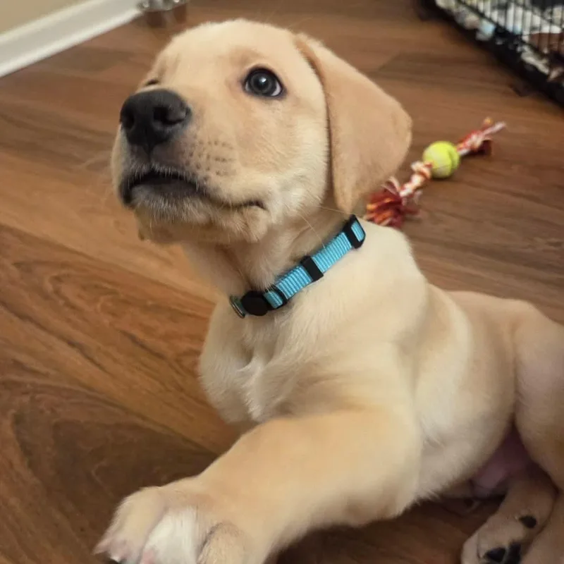 A baby large-sized male Apricot / Beige Great Dane dog named Mammoth for adoption in Bullard, TX