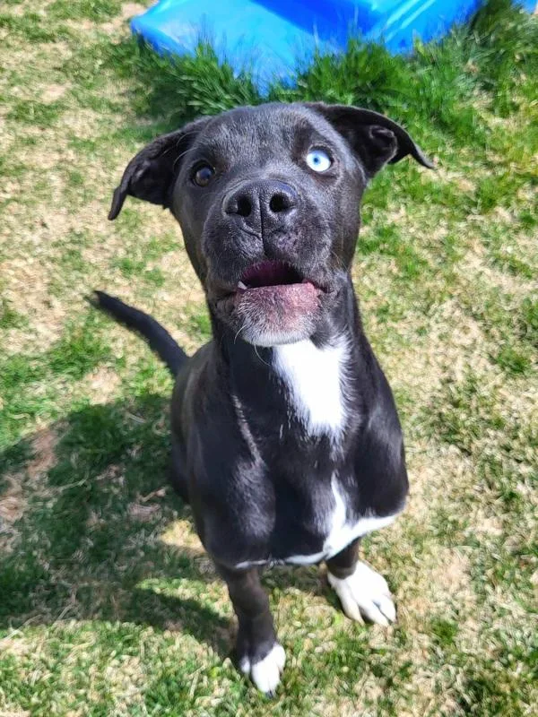 A young medium-sized male Labrador Retriever dog named Benny for adoption in Pocatello, ID