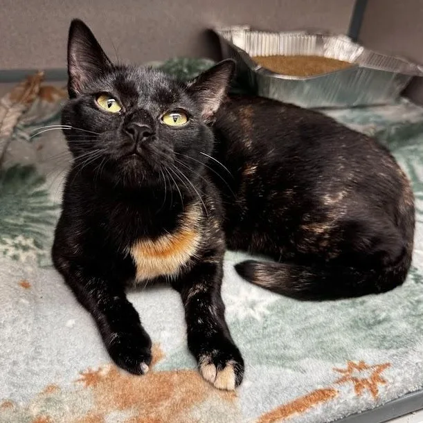 An adult medium-sized female Tortoiseshell Domestic Short Hair cat named Posie for adoption in Waterloo, IA