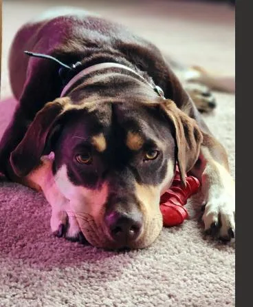 An adult medium-sized female Mixed Breed dog named Raya for adoption in Fairfax, VA