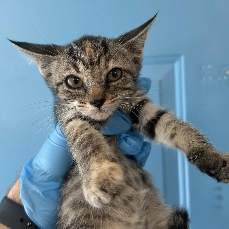 A baby small-sized female Torbie Domestic Short Hair cat named Arial "Doralee" Roswell for adoption in Denver, CO
