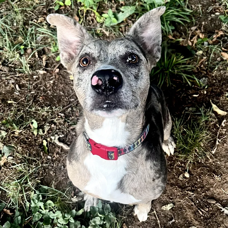 A young medium-sized female Merle (Blue) Catahoula Leopard Dog dog named Kali for adoption in Pottsboro, TX