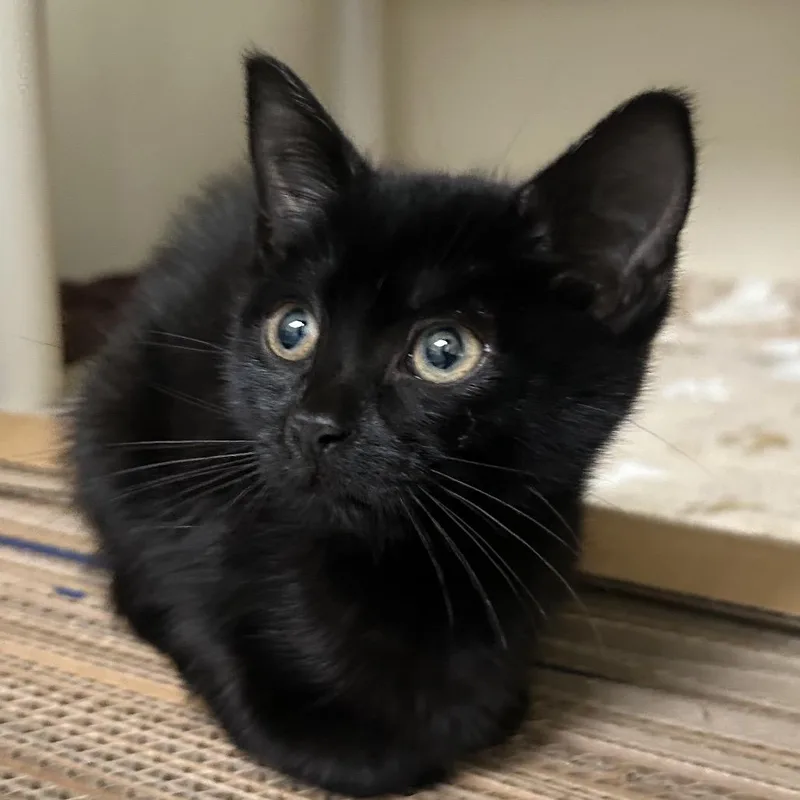 A baby small-sized male Black Domestic Short Hair cat named Lactose Free for adoption in Newark, DE
