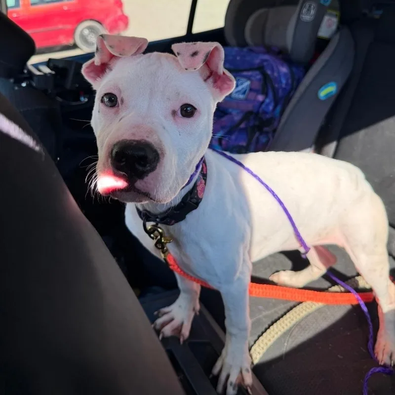 A baby large-sized female White / Cream American Staffordshire Terrier dog named Sage for adoption in Colonial Heights, VA