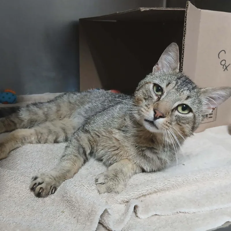 An adult large-sized male Brown / Chocolate Domestic Short Hair cat named Refrescos for adoption in West Olive, MI
