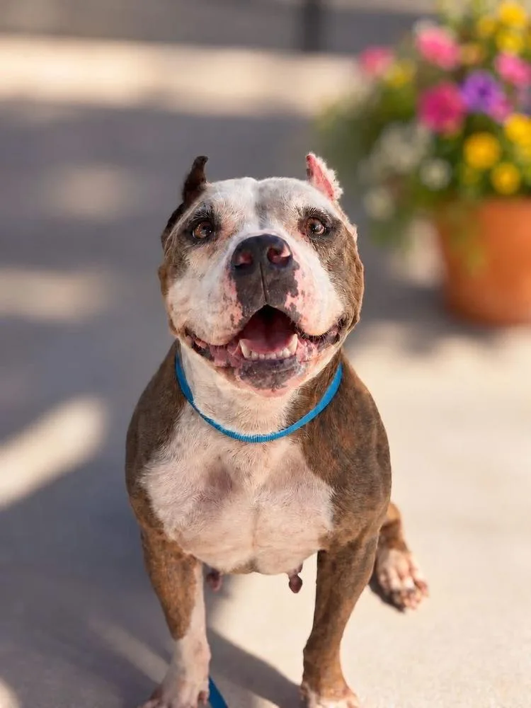 A young medium-sized female American Bully dog named Benita for adoption in Lakeland, FL