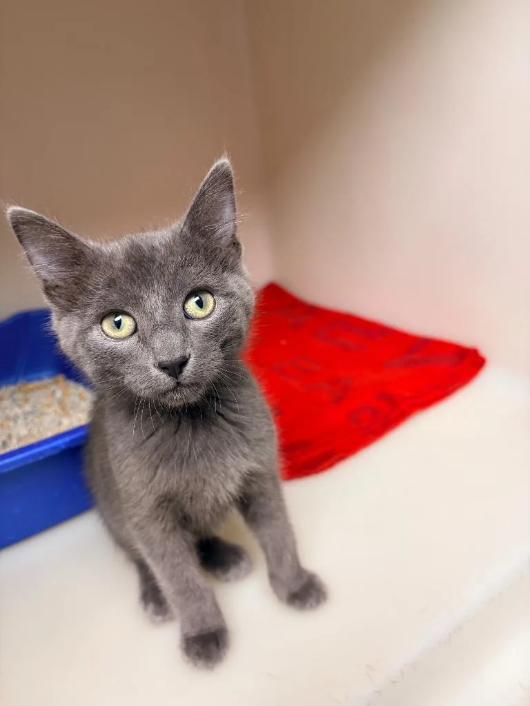 A baby medium-sized male Domestic Medium Hair cat named Spunk for adoption in Batesville, AR