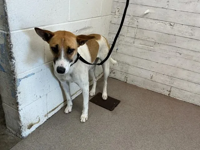 A young medium-sized female Australian Cattle Dog / Blue Heeler dog named Rita for adoption in San Bernardino, CA