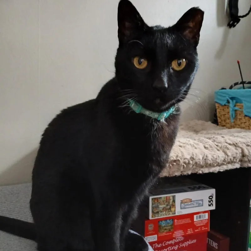 A senior small-sized male Black Domestic Short Hair cat named Mr Two for adoption in Ephrata, PA