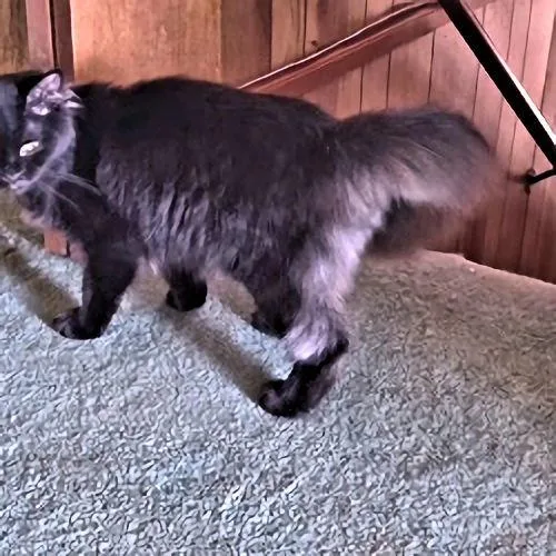 A young medium-sized male Black Domestic Medium Hair cat named Woodrow for adoption in Rutherfordton, NC