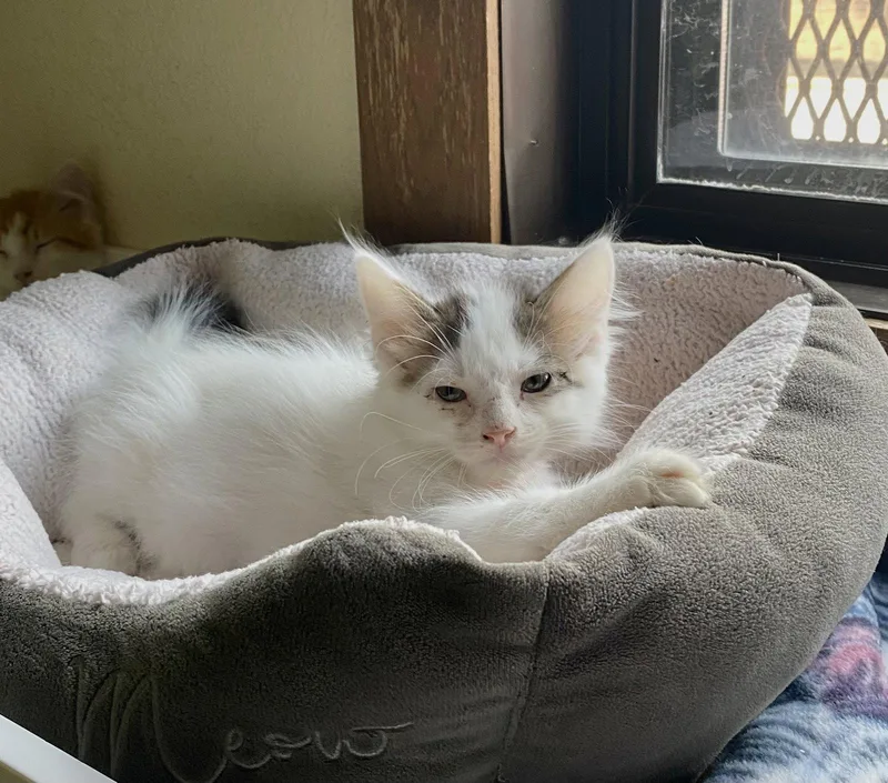 A young medium-sized male Domestic Long Hair cat named Sparkler for adoption in Fargo, ND