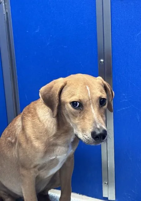 A baby small-sized male Carolina Dog dog named Biscuits for adoption in Tucson, AZ