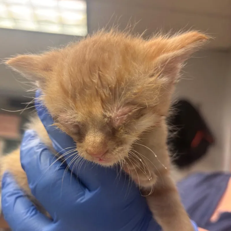 A baby small-sized male Orange / Red Domestic Short Hair cat named Roma for adoption in Birdsboro, PA