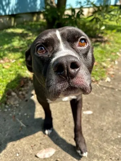 An adult large-sized male Pit Bull Terrier dog named Mr.Motown for adoption in New Orleans, LA