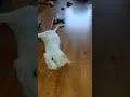 Willy thumbnail 2