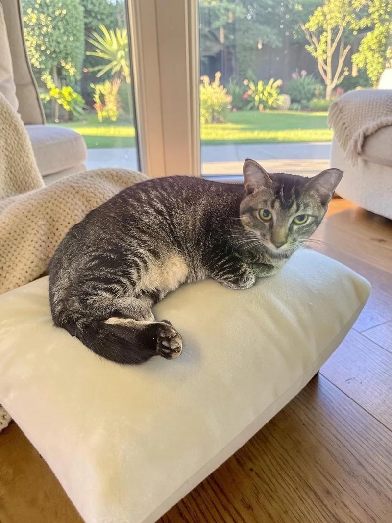 A young medium-sized male Domestic Short Hair cat named Cashew for adoption in Champaign, IL