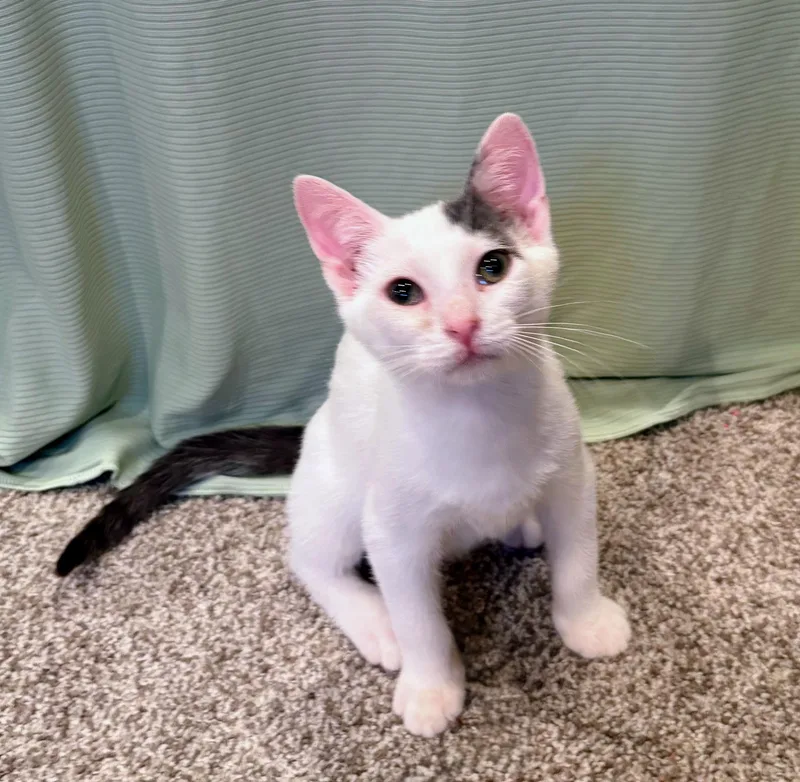 A baby medium-sized male White Domestic Short Hair cat named Taz for adoption in Landenberg, PA