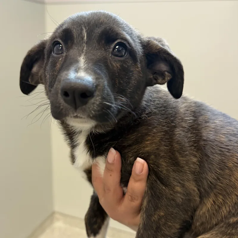 A baby medium-sized female Brindle Mixed Breed dog named Clover for adoption in Cooperstown, NY